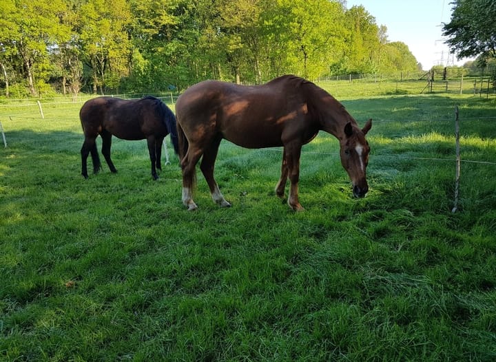 Foto 21 van Berghemseweg