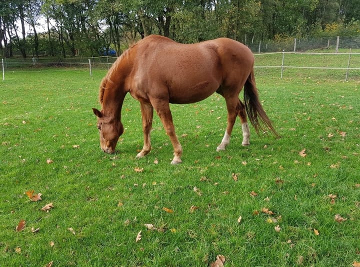 Foto 24 van Berghemseweg