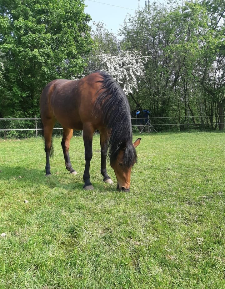 Foto 25 van Berghemseweg