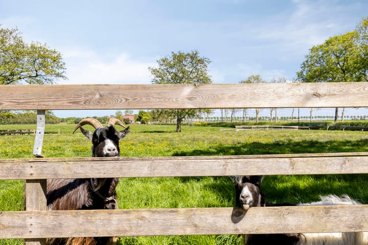 Foto 66 van Purmerenderweg 6