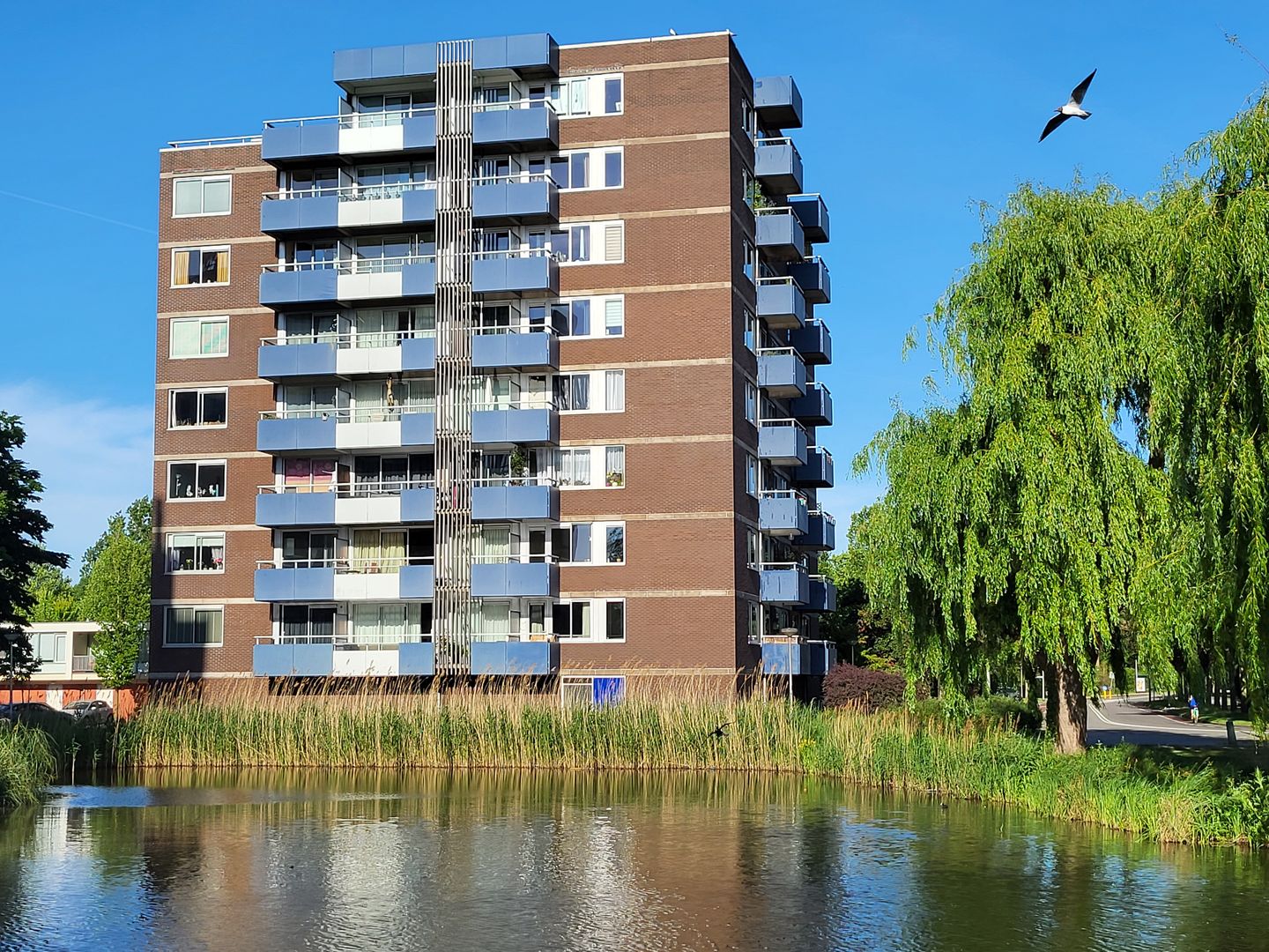 Foto 1 van Boterbloem 75