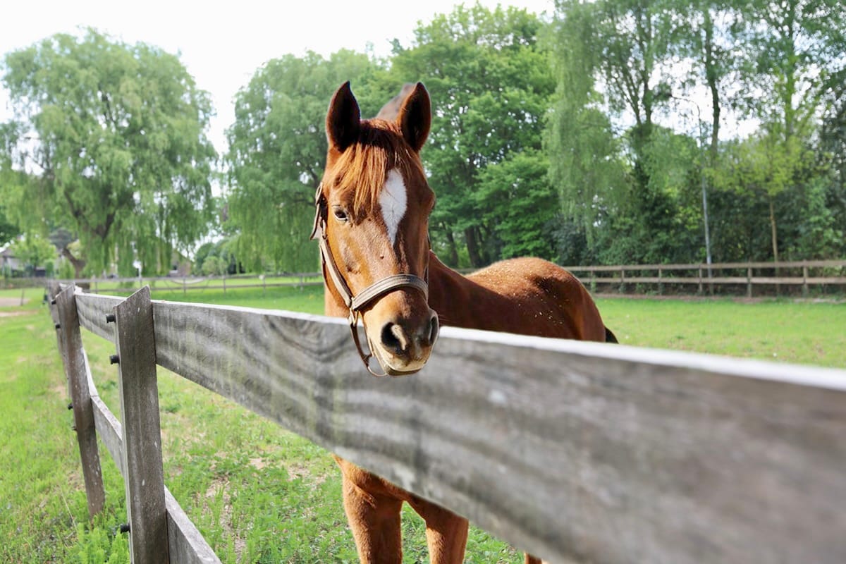 Foto 4 van Wakkerendijk 190