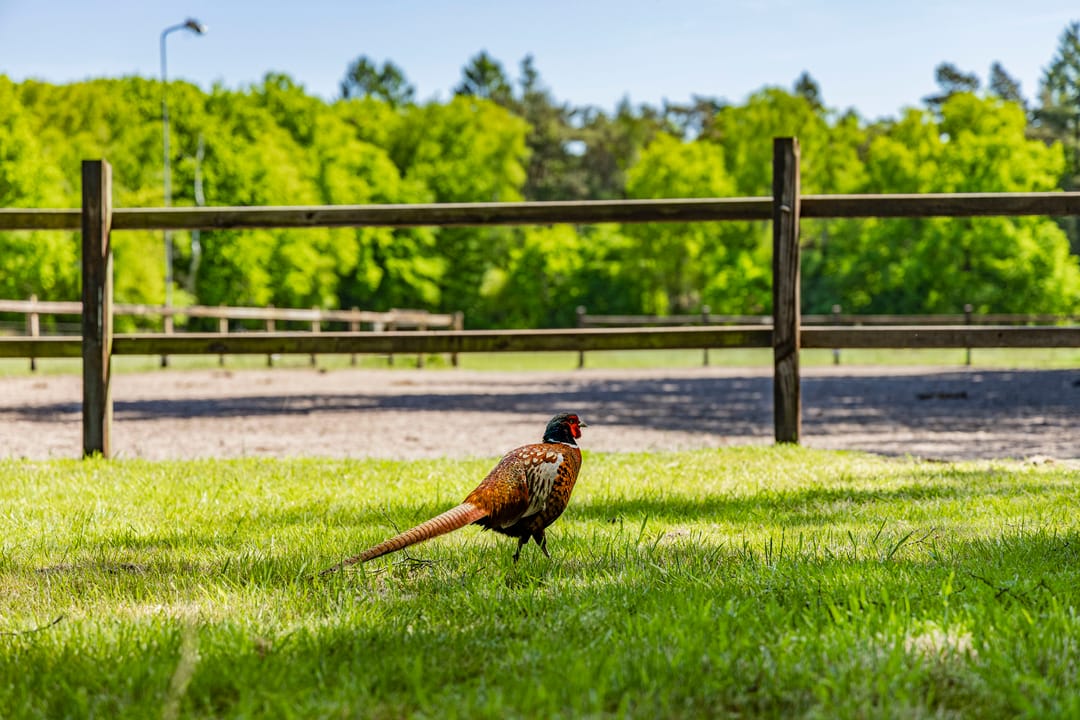 Foto 16 van Kleine Linderesweg 50