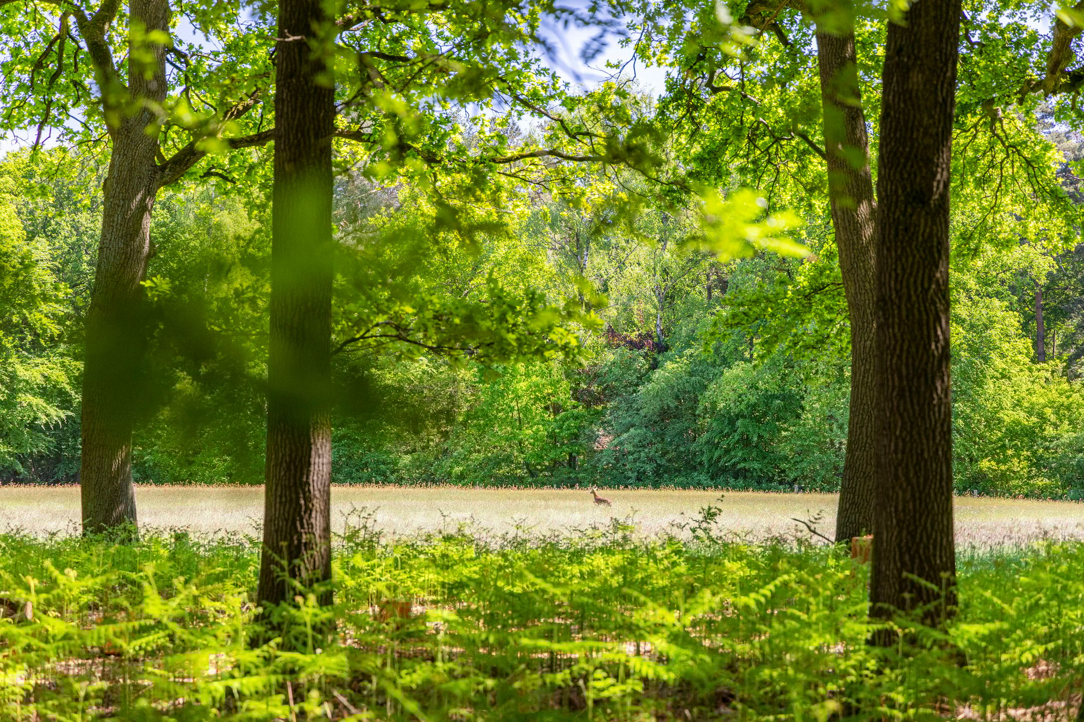 Foto 21 van Kleine Linderesweg 50