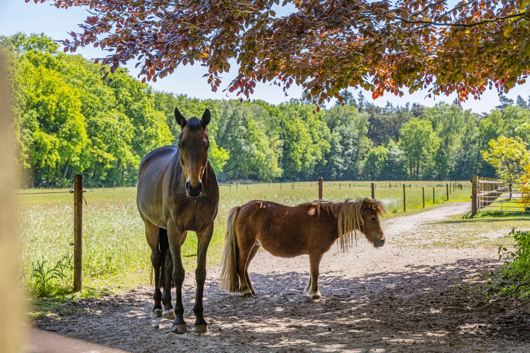 Foto 43 van Kleine Linderesweg 50