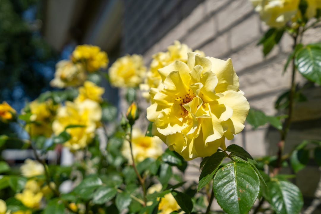 Foto 37 van Schaepmanstraat 14