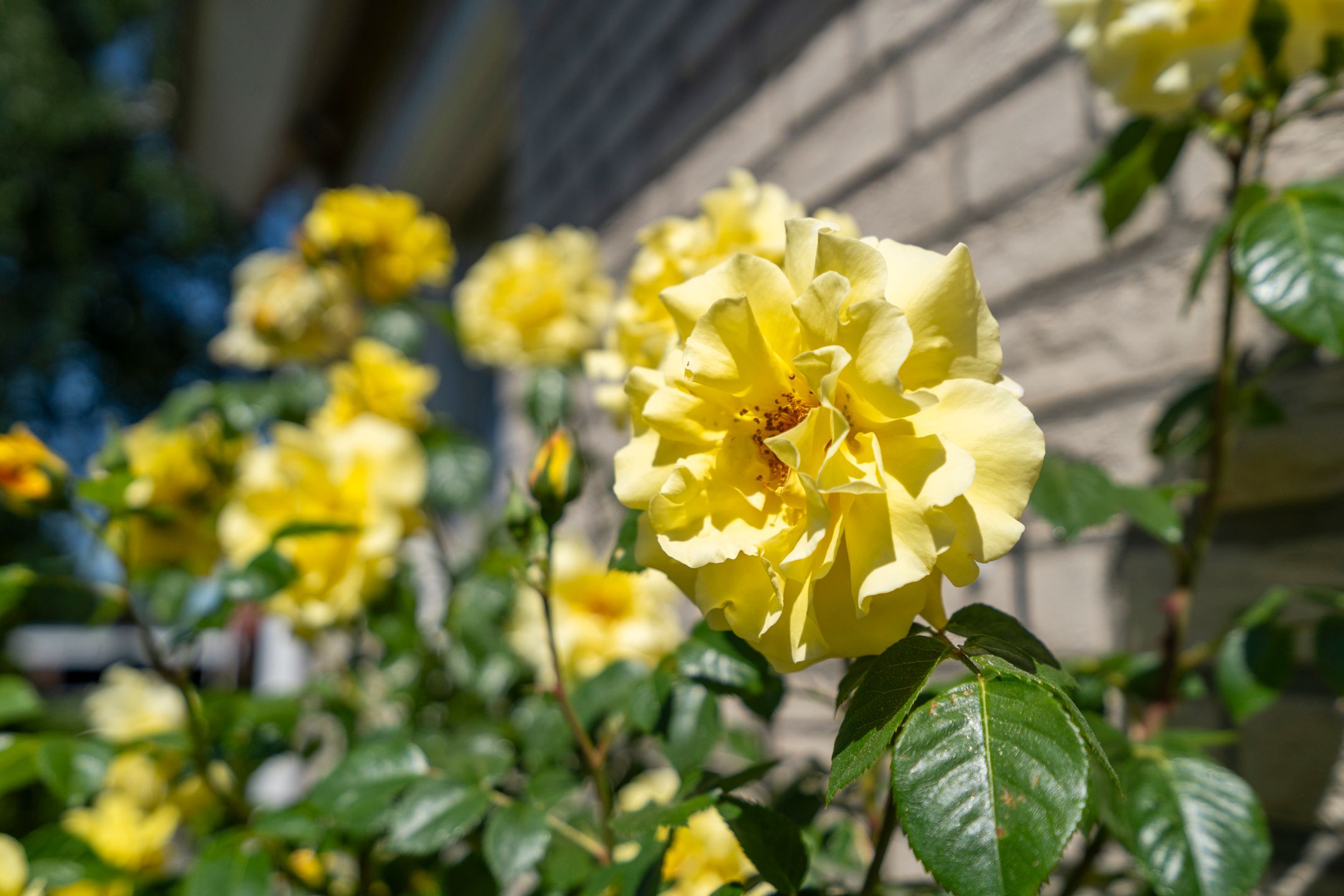 Foto 30 van Schaepmanstraat 14