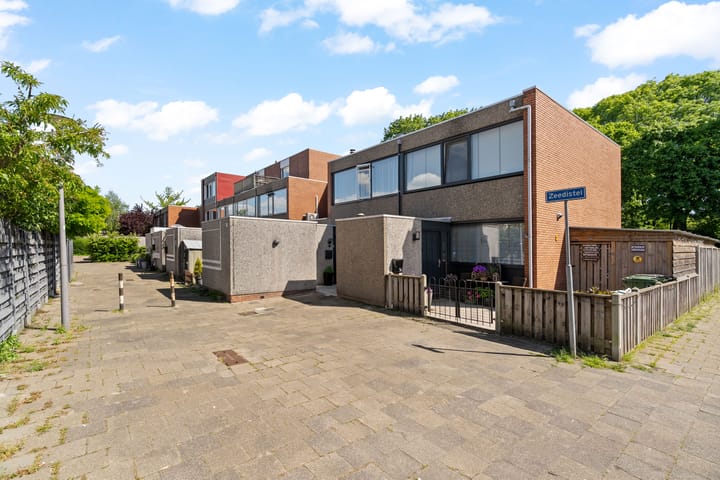 Foto 38 van Zeedistel 26