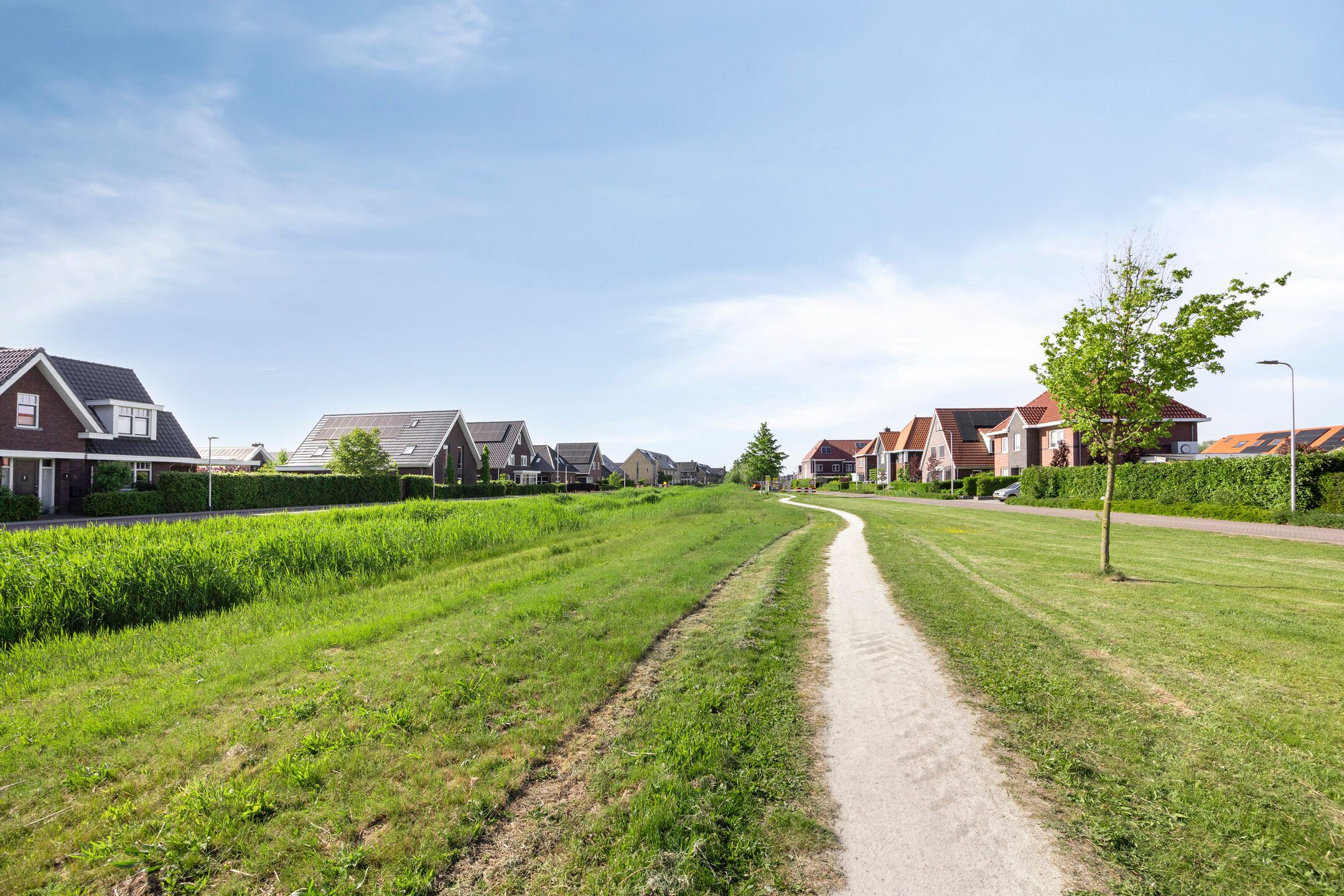 Foto 48 van Witbolgras 2