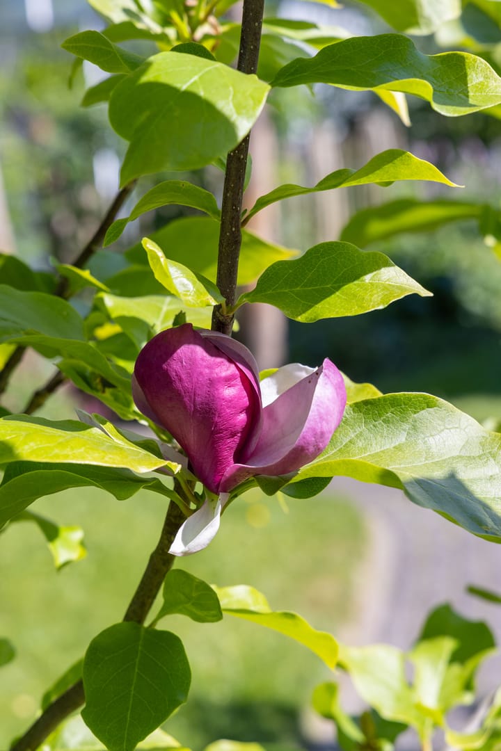 Foto 79 van Groene Velden 44