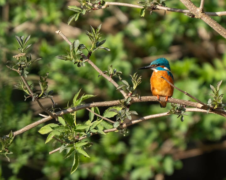 Foto 27 van Geraniumveld 33