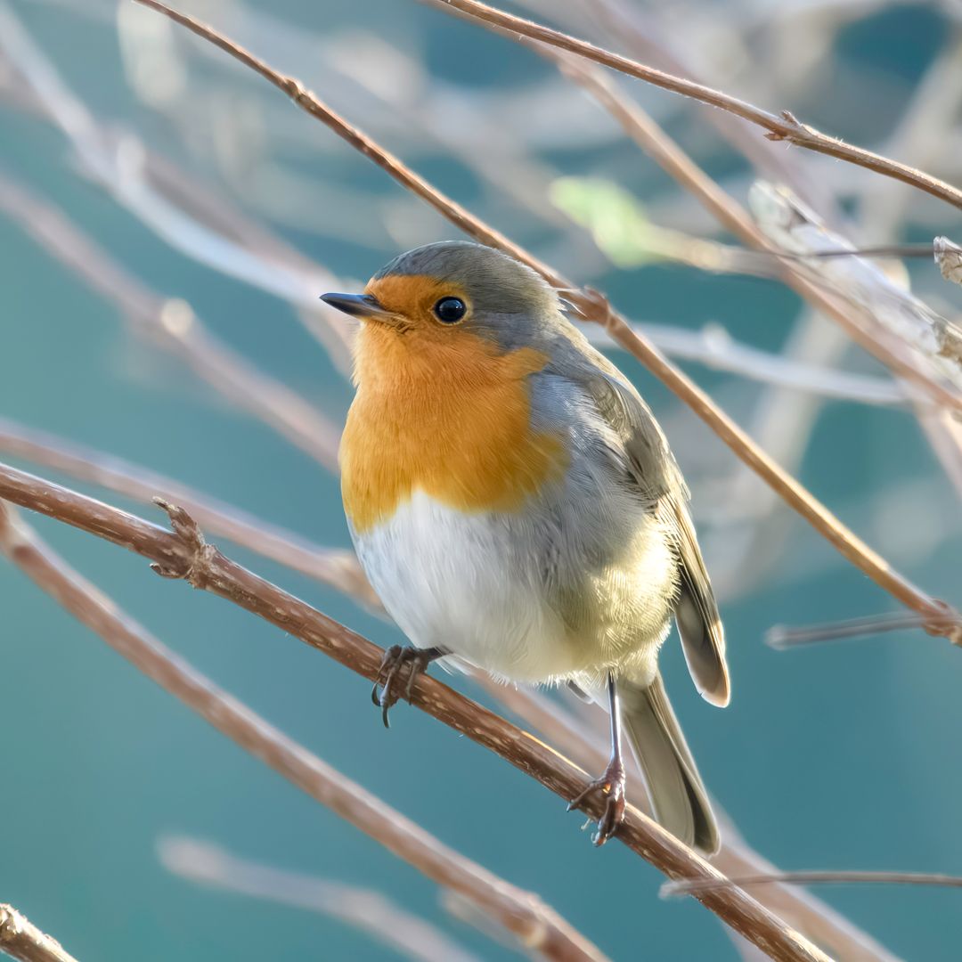 Foto 31 van Geraniumveld 33