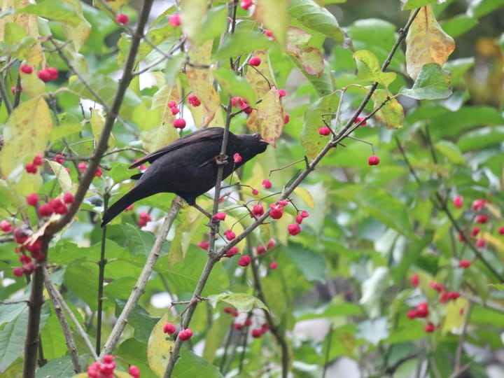 Foto 33 van Hermelijnlaan 3