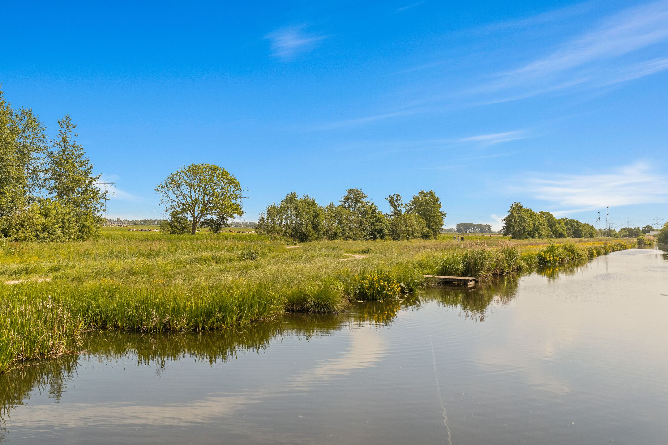 Photo 33 of Cantharel 18