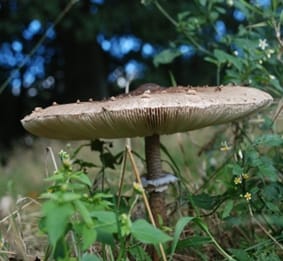 Foto 48 van Oude Hammerweg 11-A