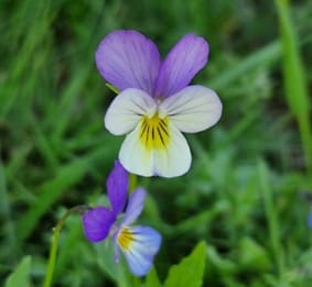 Foto 53 van Oude Hammerweg 11-A