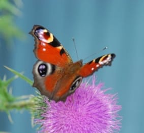 Foto 55 van Oude Hammerweg 11-A