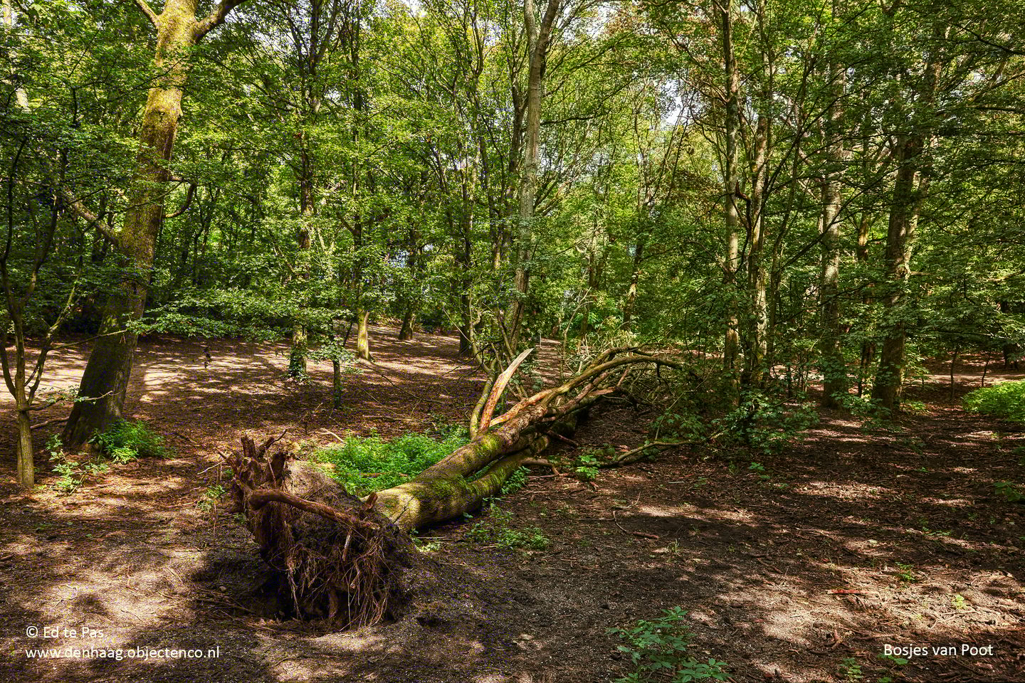 Foto 35 van Goudenregenstraat 217