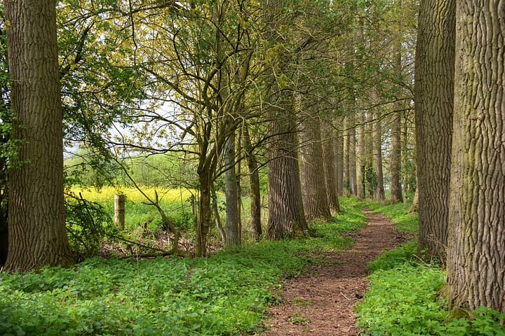 Photo 14 of Brandsbeemdseweg bouwkavel 3