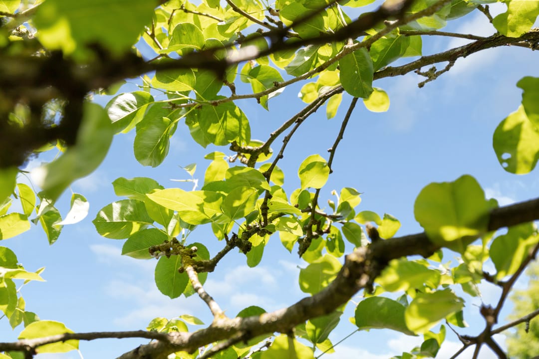 Foto 37 van Clauslaan 13