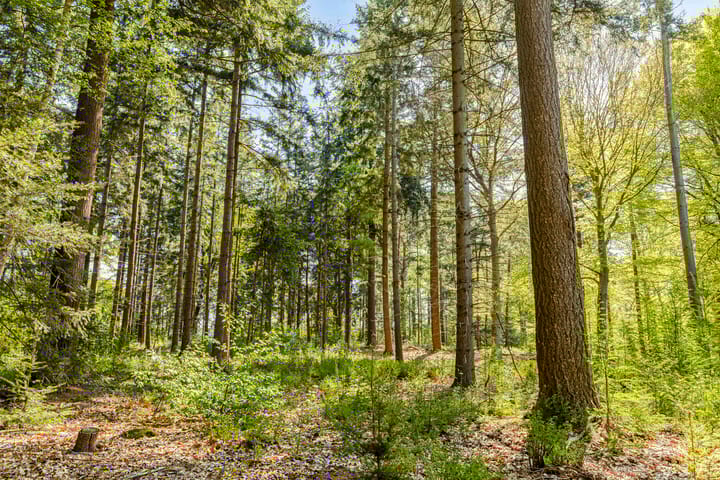 Foto 99 van Petersdijk 2