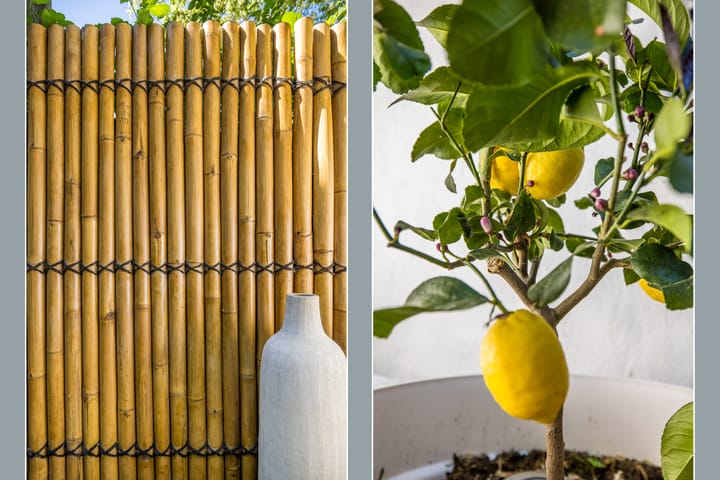 Foto 30 van Adriaanstraat 38