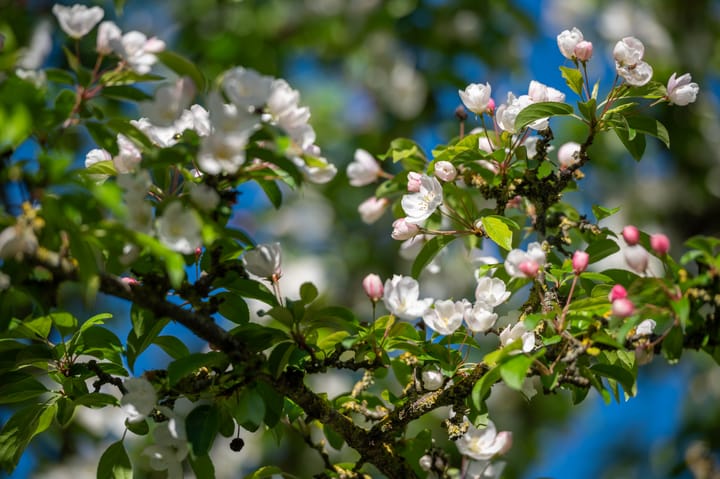 Foto 3 van Humsterlandlaan 3