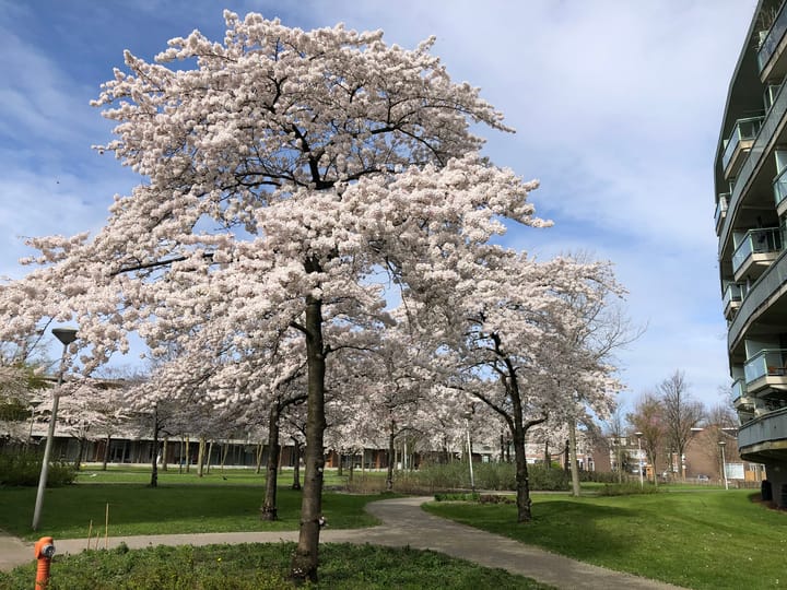 Foto 30 van Adolphine Eduardine Kokplantsoen 64