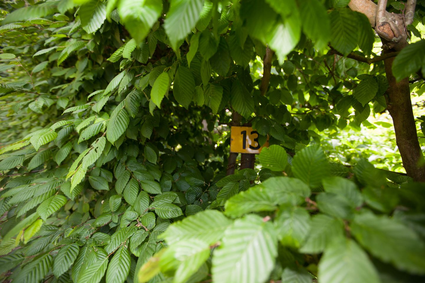 Foto 35 van Loohuisweg 7-13