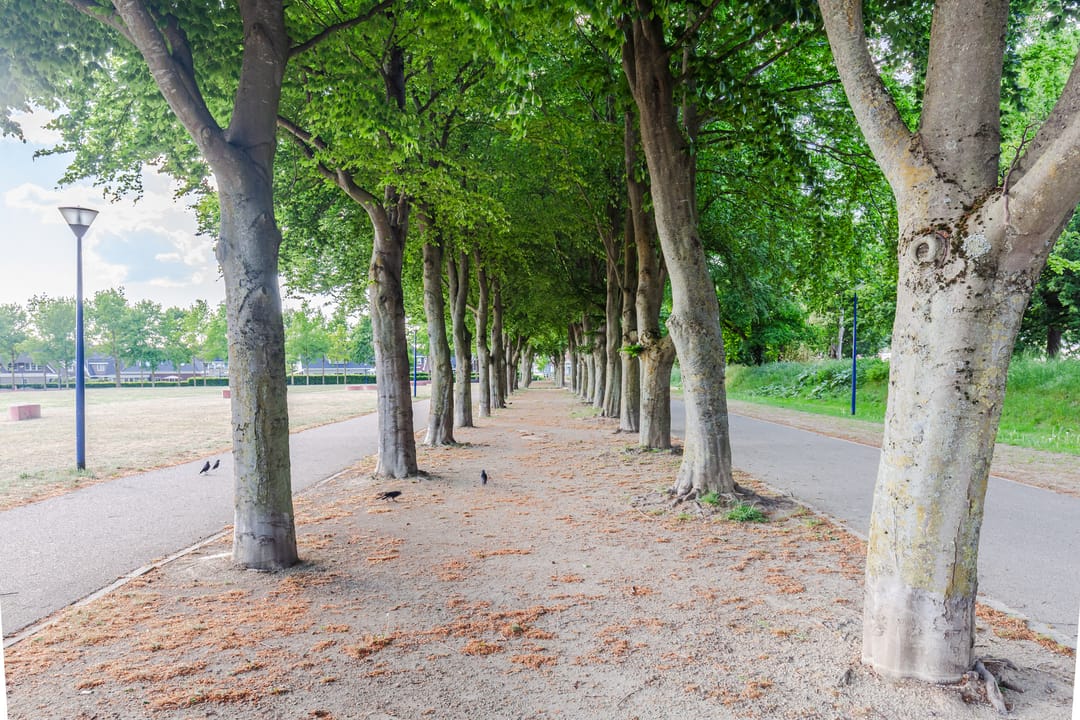 Foto 68 van Koepeldwarsstraat 17