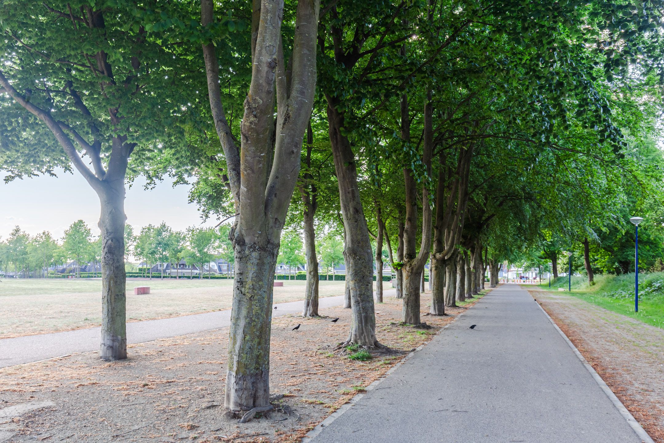 Foto 69 van Koepeldwarsstraat 17