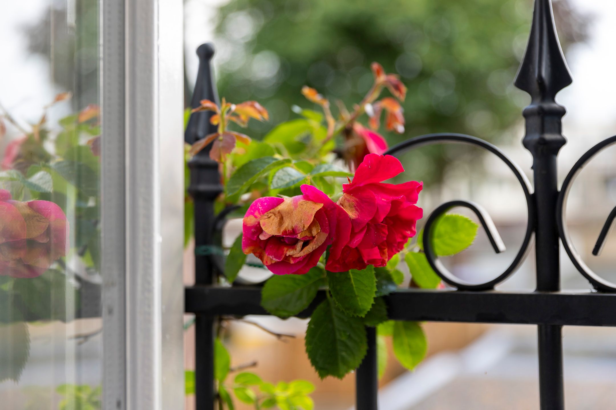 Photo 54 of Burgemeester Penstraat 2-B