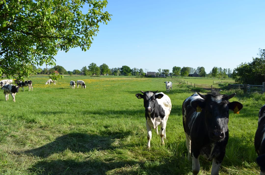 Foto 61 van Stellingweg 4