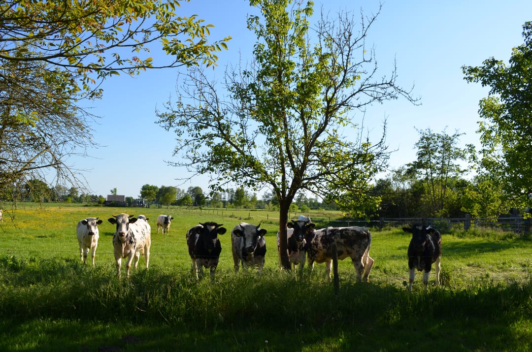 Foto 62 van Stellingweg 4