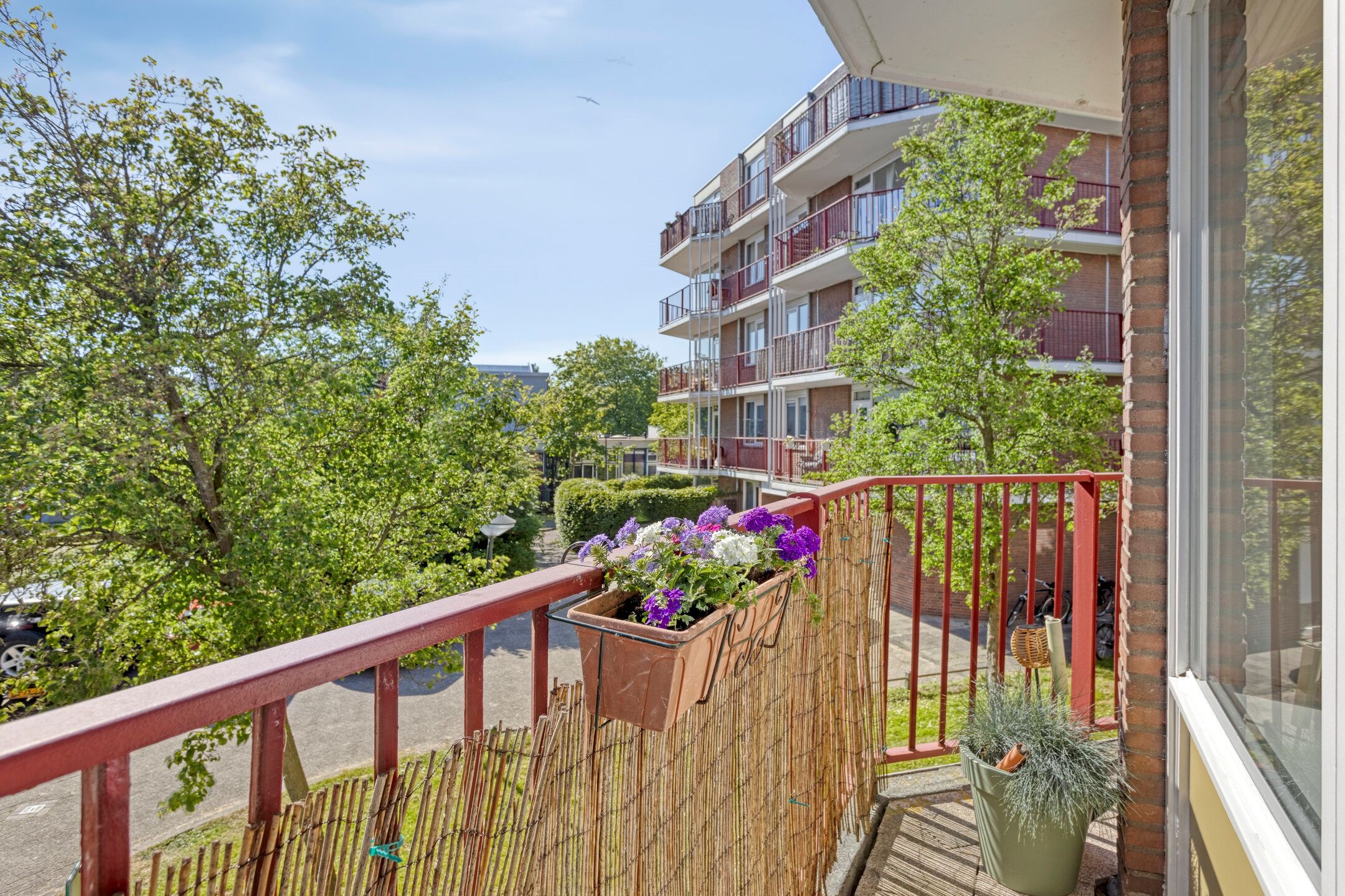 Foto 24 van Pluimgras 26