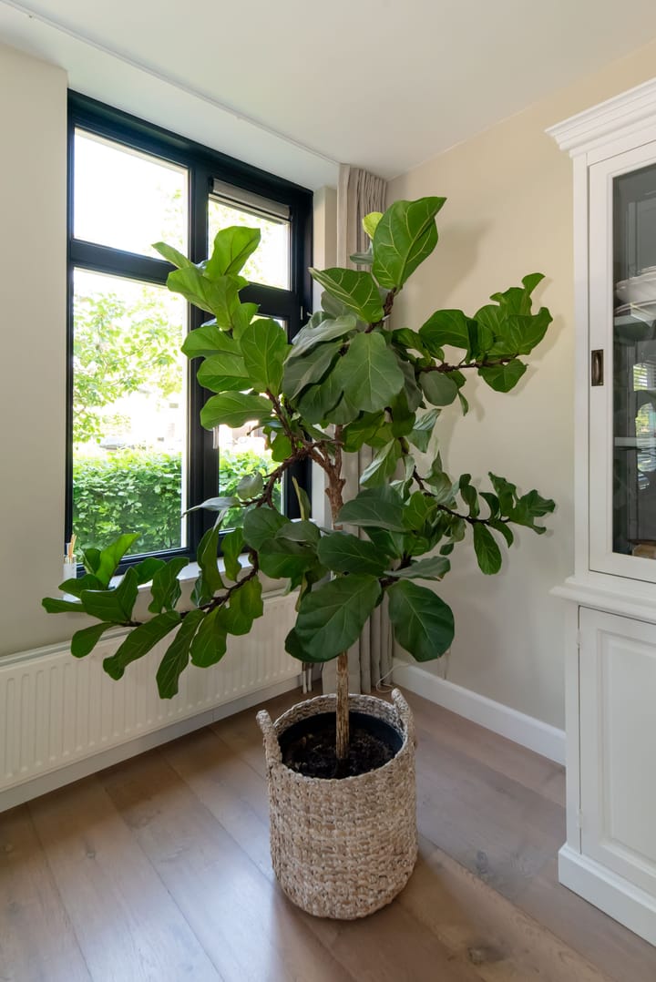 Foto 26 van Boterbloem 11