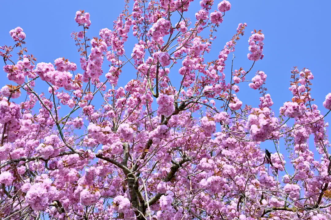 Foto 47 van Weg naar Voorst 1-C