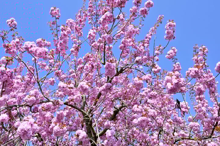 Foto 47 van Weg naar Voorst 1-C