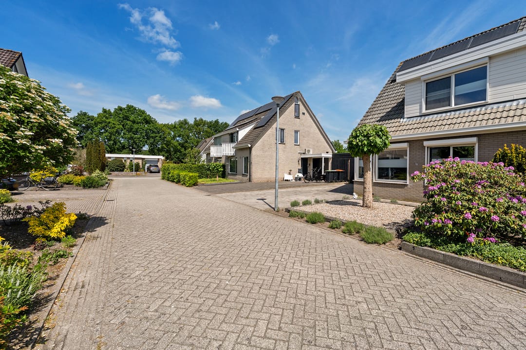 Foto 41 van Postduif 11