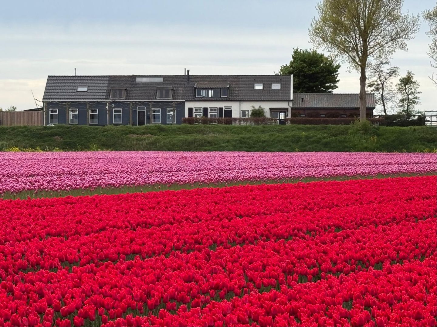 Foto 4 van Langstraat 74