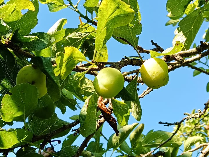 Foto 35 van Schweitzerlaan 53