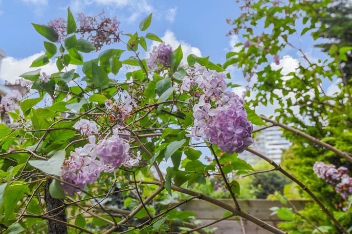 Foto 47 van Tomatenstraat 253