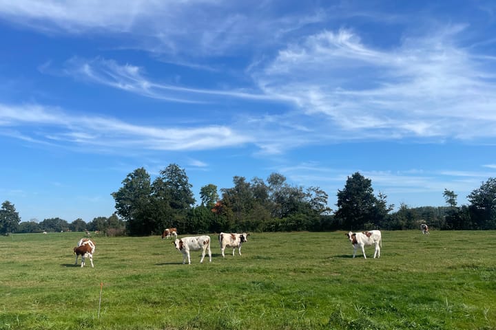 Foto 60 van de Plasse 4