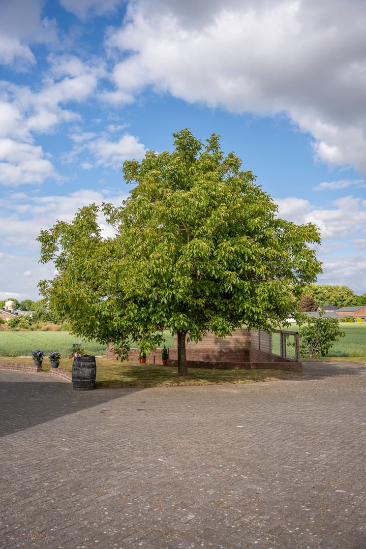 Foto 55 van De Hul 2