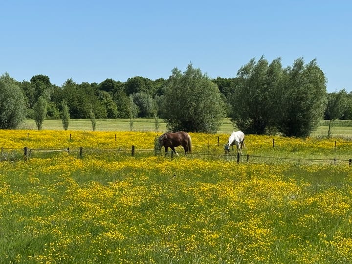 Foto 66 van Schellerbergweg 33