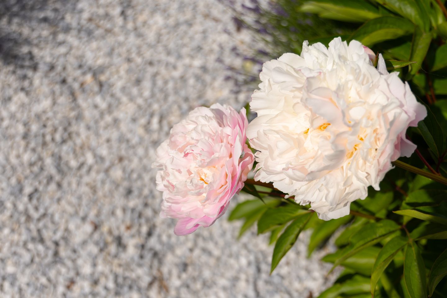 Foto 49 van Witte Valkstraat 7