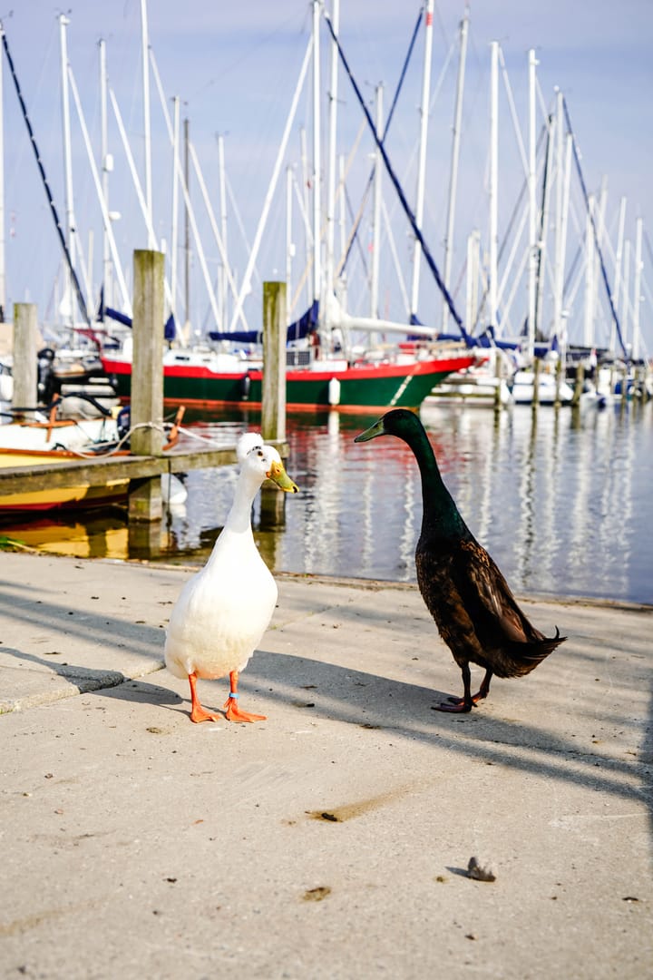 Foto 43 van Hoogstraat 8