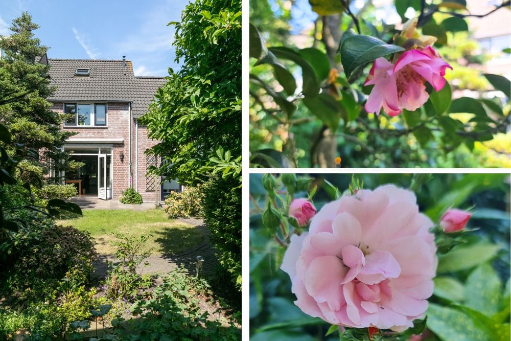 Foto 23 van Gouden Regen 1