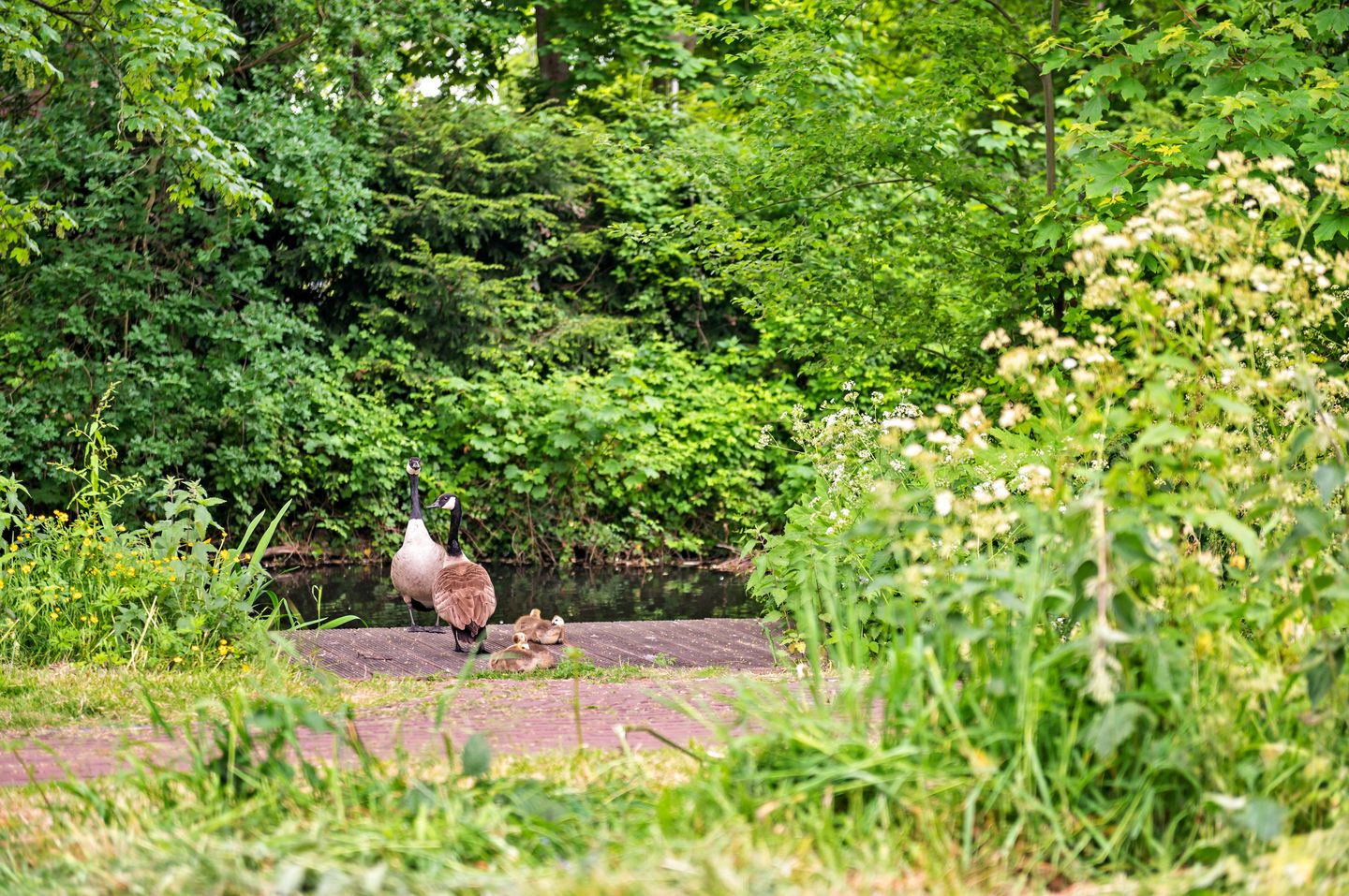 Foto 44 van Goudreinetstraat 241