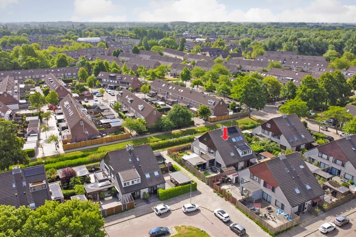 Foto 25 van Cichorei 14